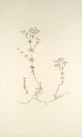 精美绘画草本植物图谱