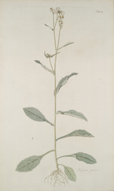 精美绘画草本植物图谱