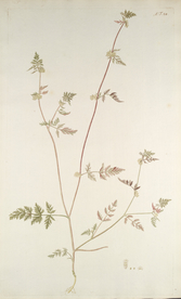 精美绘画草本植物图谱