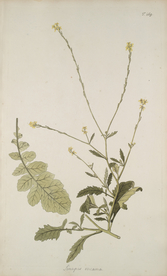 精美绘画草本植物图谱