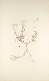 精美绘画草本植物图谱