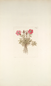 精美绘画草本植物图谱