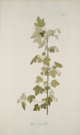 精美绘画草本植物图谱