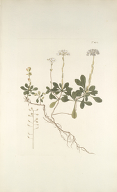 精美绘画草本植物图谱