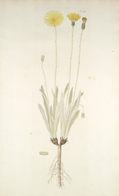 精美绘画草本植物图谱