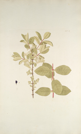 精美绘画草本植物图谱