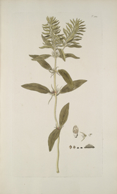 精美绘画草本植物图谱