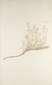 精美绘画草本植物图谱