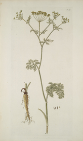 精美绘画草本植物图谱