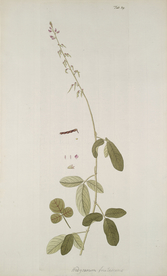 精美绘画草本植物图谱