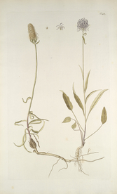 精美绘画草本植物图谱