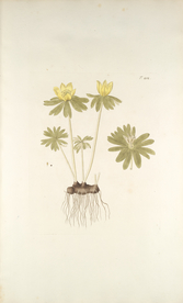 精美绘画草本植物图谱