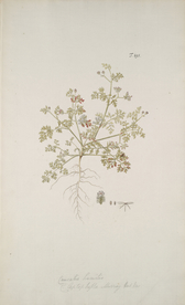 精美绘画草本植物图谱