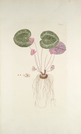 精美绘画草本植物图谱