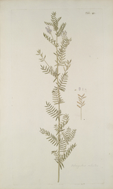 精美绘画草本植物图谱