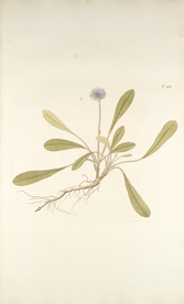 精美绘画草本植物图谱