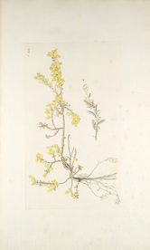 精美绘画草本植物图谱