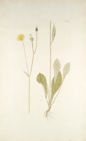 精美绘画草本植物图谱