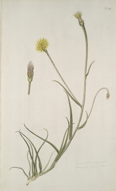 精美绘画草本植物图谱