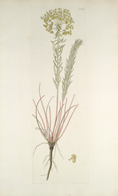 精美绘画草本植物图谱