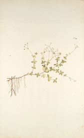 精美绘画草本植物图谱