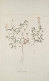 精美绘画草本植物图谱