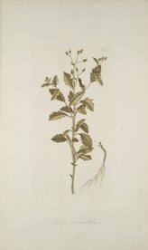 精美绘画草本植物图谱