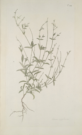 精美绘画草本植物图谱