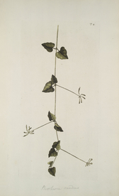 精美绘画草本植物图谱