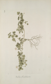 精美绘画草本植物图谱