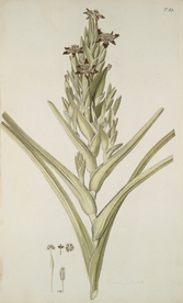 精美绘画草本植物图谱