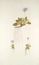 精美绘画草本植物图谱