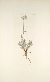 精美绘画草本植物图谱