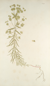 精美绘画草本植物图谱