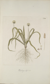 精美绘画草本植物图谱