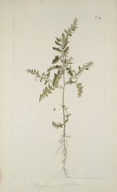 精美绘画草本植物图谱