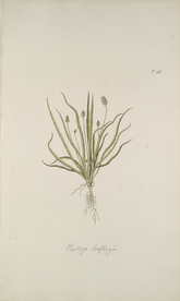 精美绘画草本植物图谱