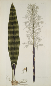 精美绘画草本植物图谱