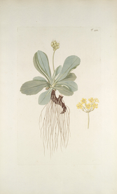 精美绘画草本植物图谱