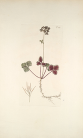 精美绘画草本植物图谱