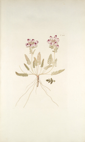 精美绘画草本植物图谱