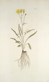 精美绘画草本植物图谱