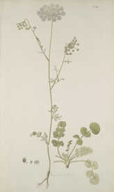 精美绘画草本植物图谱