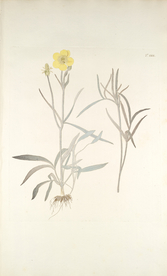 精美绘画草本植物图谱