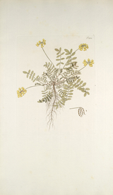 精美绘画草本植物图谱