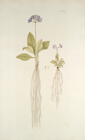 精美绘画草本植物图谱