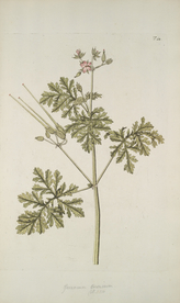 精美绘画草本植物图谱