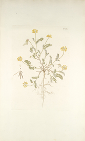 精美绘画草本植物图谱