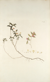 精美绘画草本植物图谱