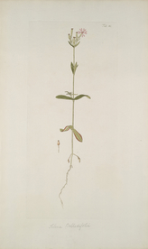 精美绘画草本植物图谱